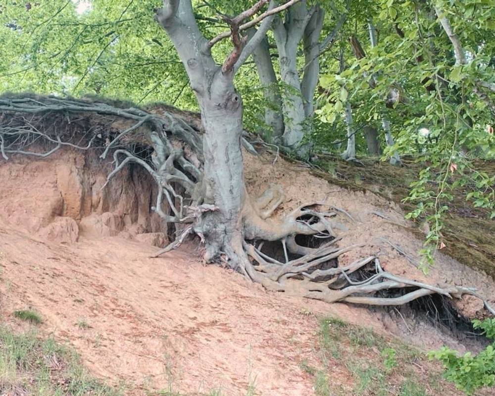 Akupunktur for sindet